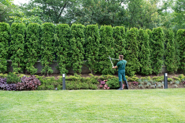 Trusted Evergreen Park, IL Tree Removal and Landscaping Services Experts